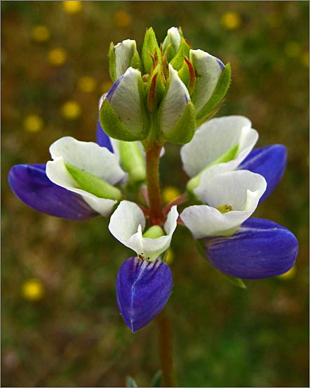 sm 383 Varied Lupine.jpg - Varied Lupine (Lupinus variicolor): Aptly named as the colors vary.